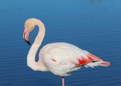 Flamand Camargue, stage photo dans le sud de la France - RaySun Photographe